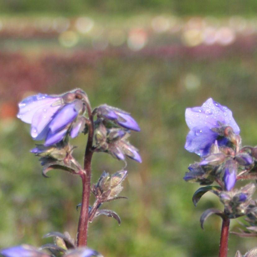 STM - Polemonium yezoense 'Purple Rain'