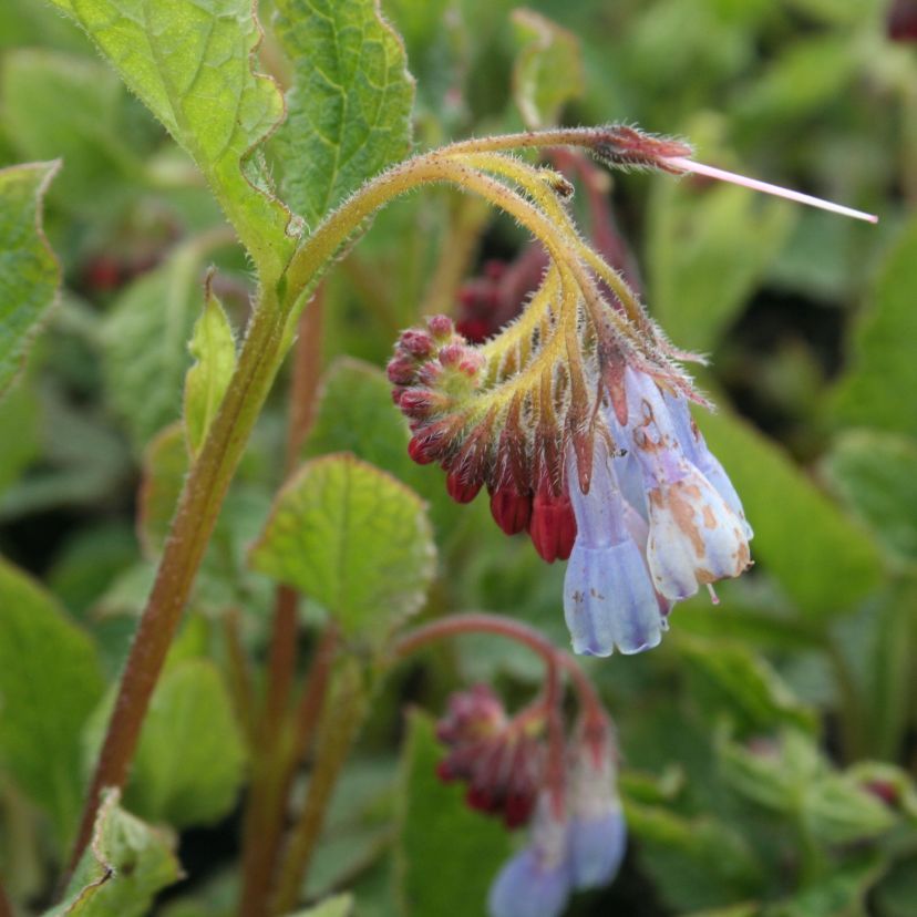 STM - Symphytum grandiflorum 'Wisley Blue'