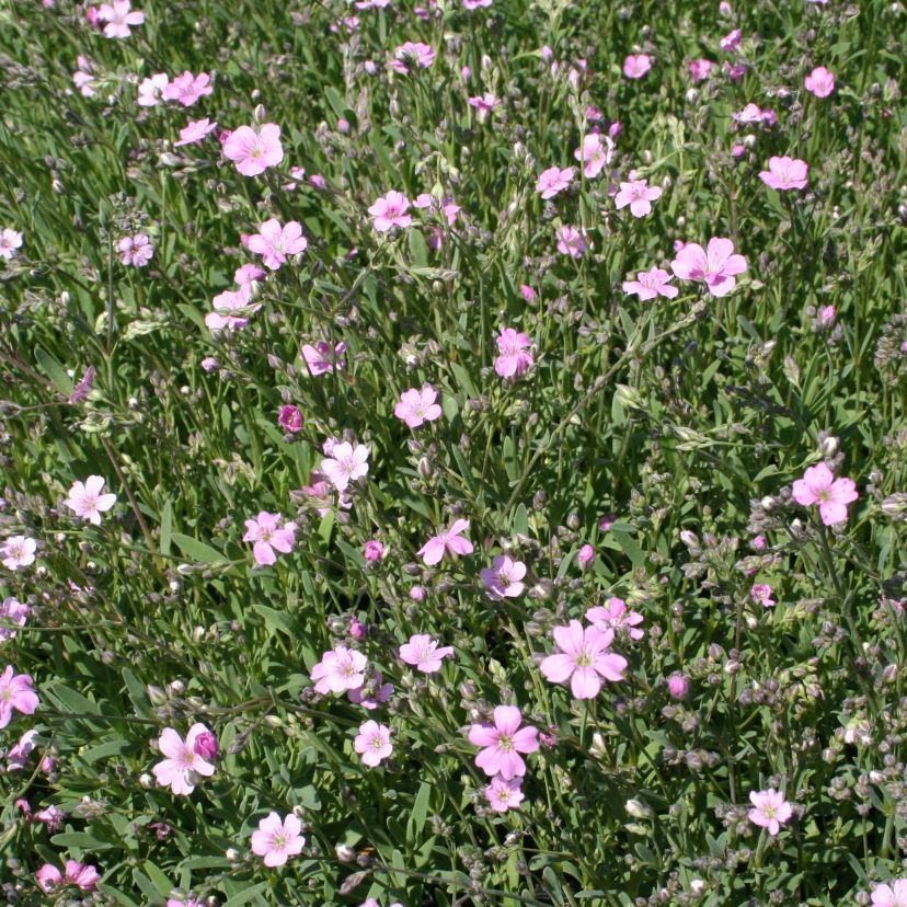 Gypsophila repens 'Filou Rose'
