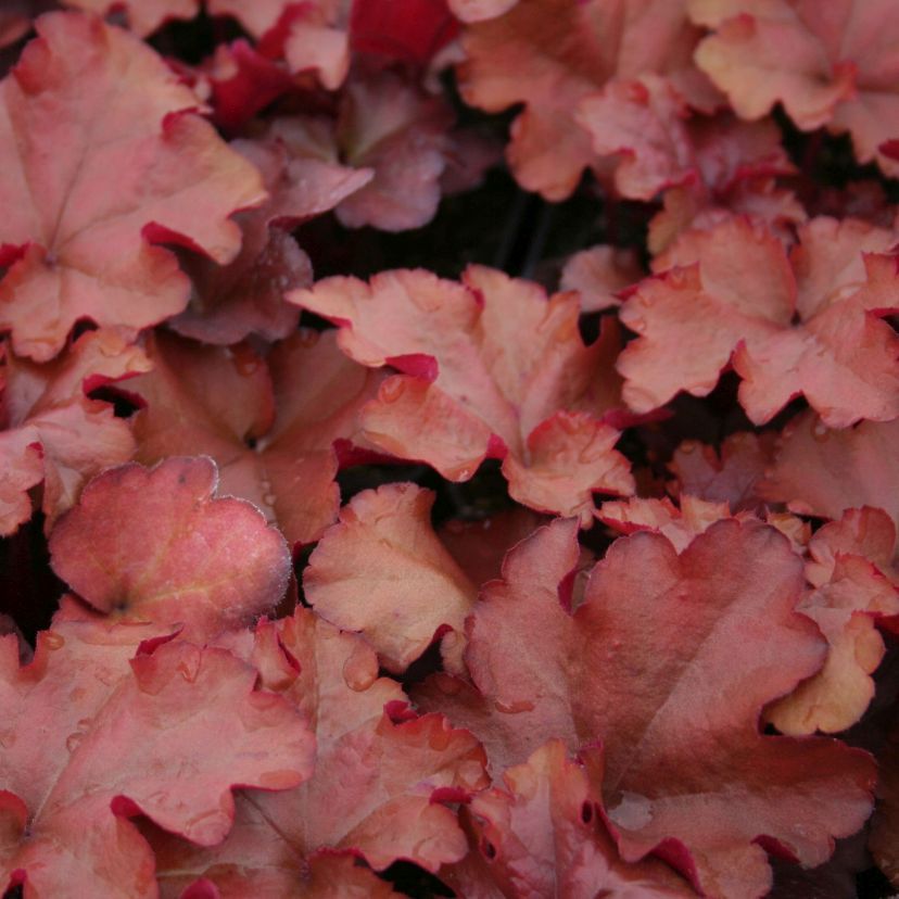 STM - Heuchera hybr. 'Indian Summer Boysenberry'
