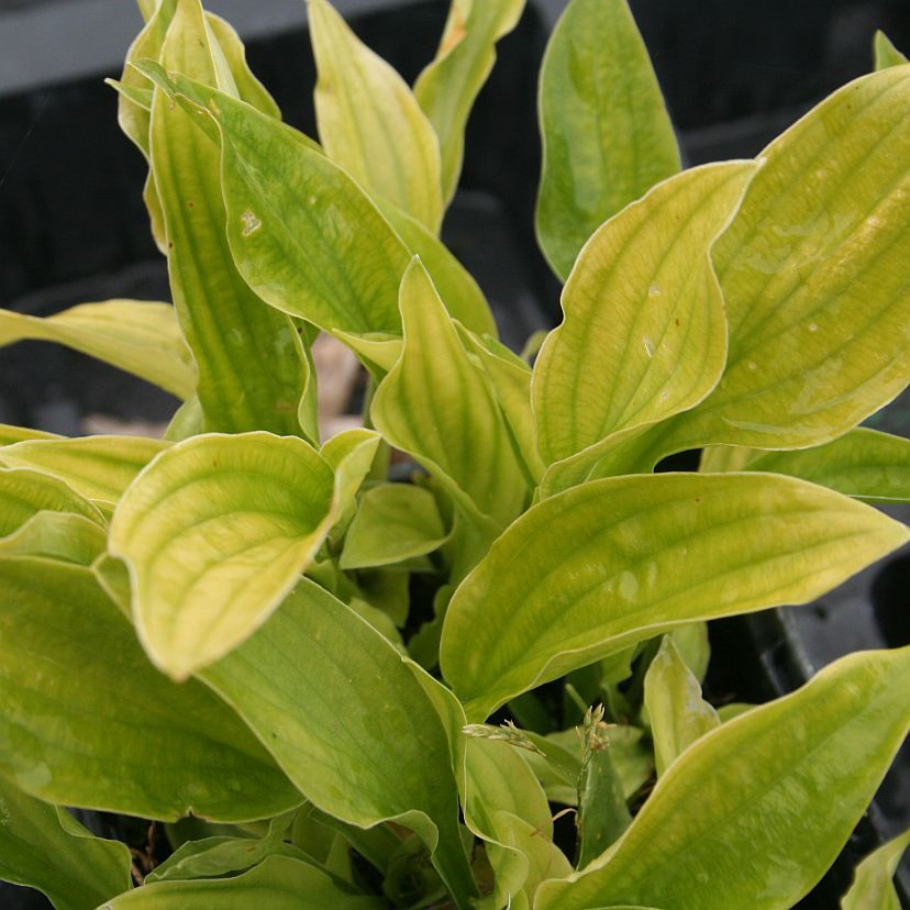 Hosta sieboldii 'Snowflake'