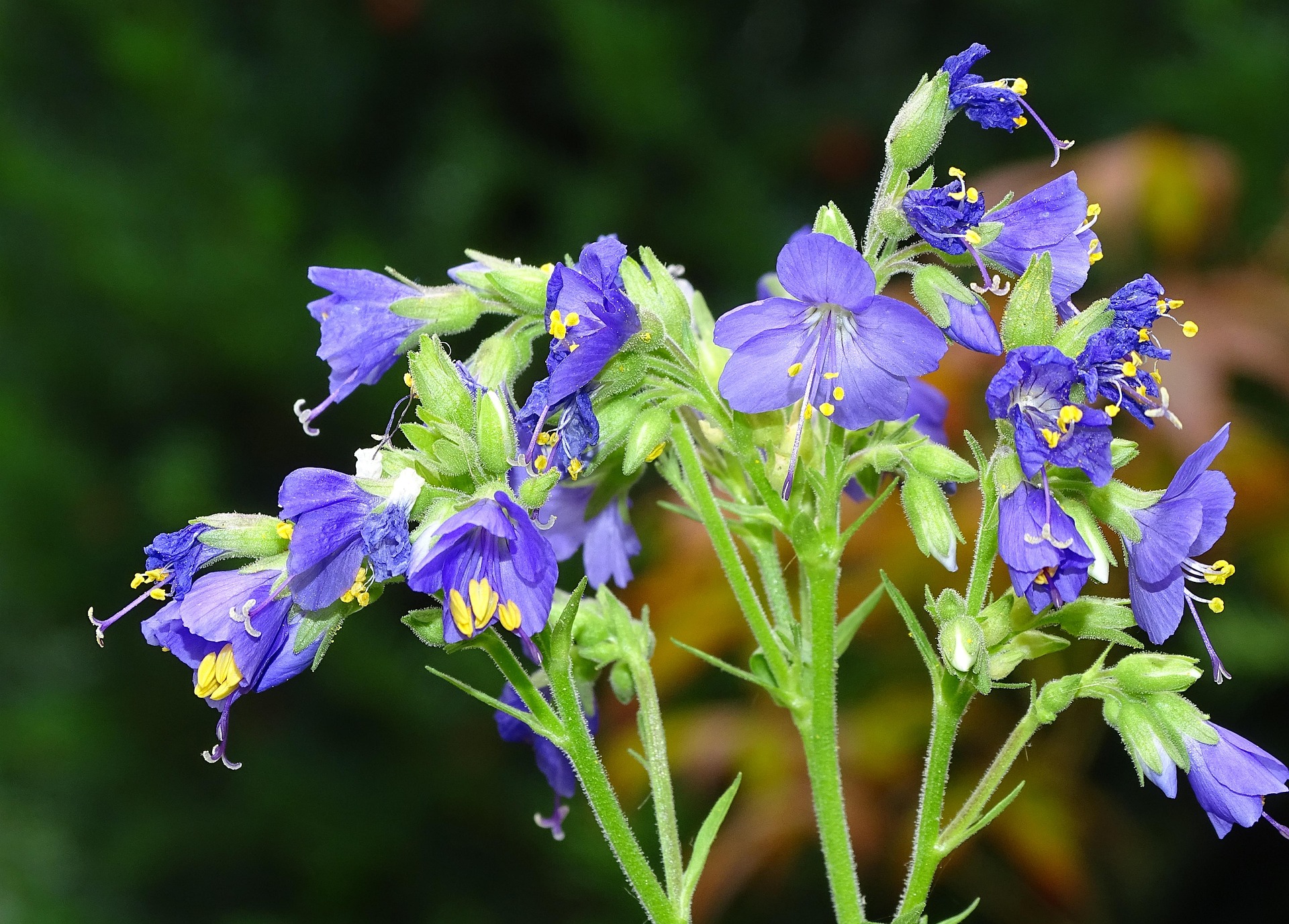 Polemonium caeruleum
