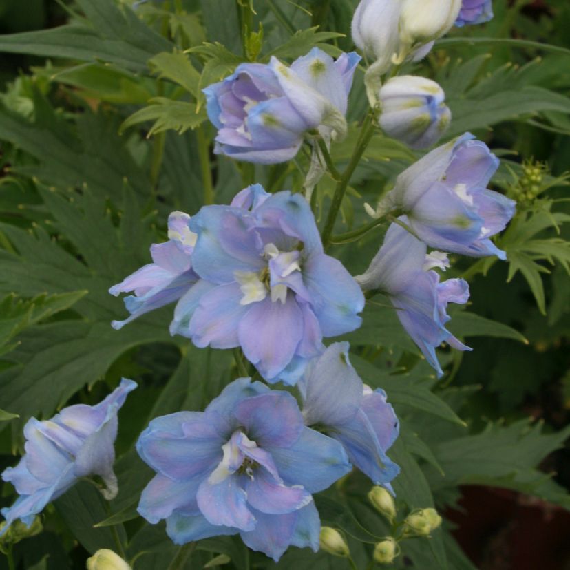STM - Delphinium hybr. hellblau