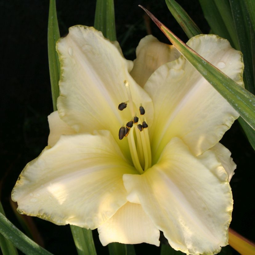 Hemerocallis hybr. 'White Temptation'