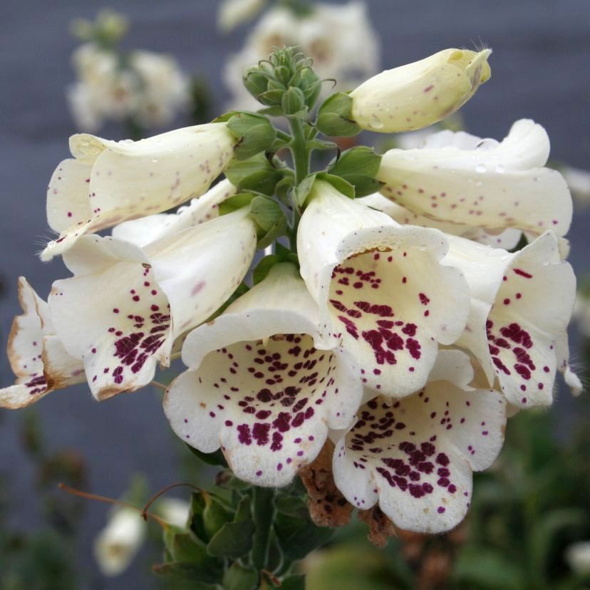 STM - Digitalis purp. 'Castor Cream'