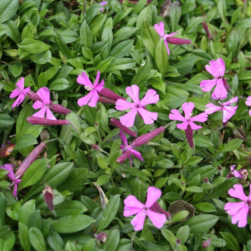 Silene schafta 'Splendens'