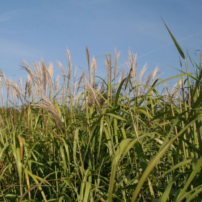Miscanthus sinensis 'David'