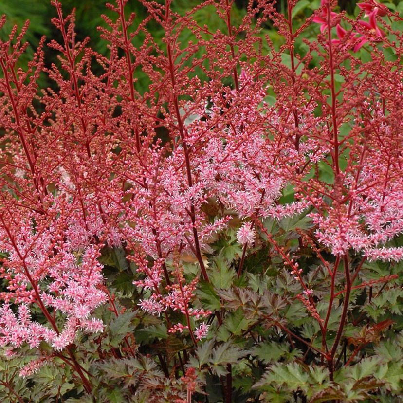 STM - Astilbe chinensis 'Delft Lace'