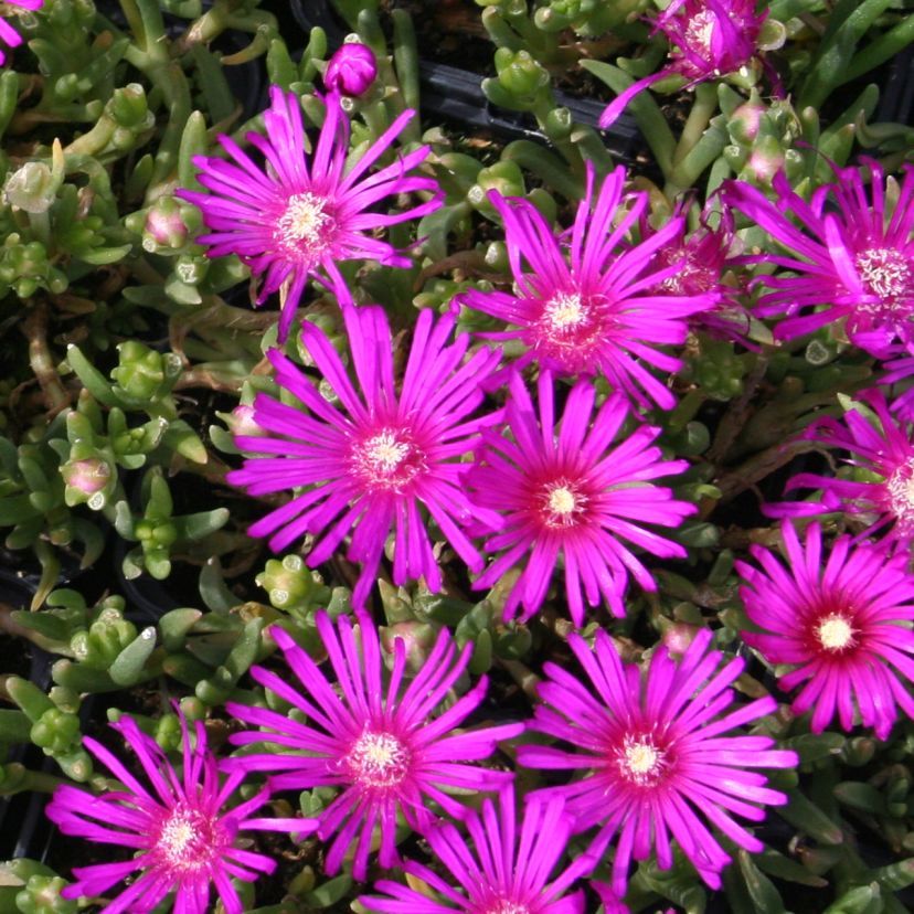 Delosperma cooperi