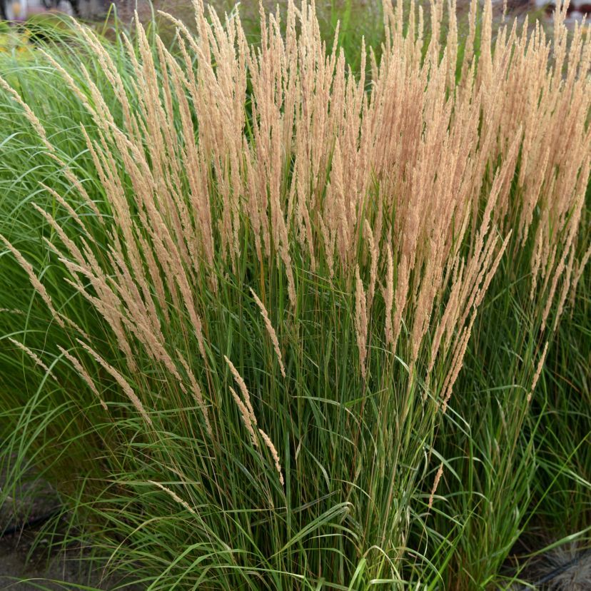 STM - Calamagrostis x acutiflora 'Karl Foerster'