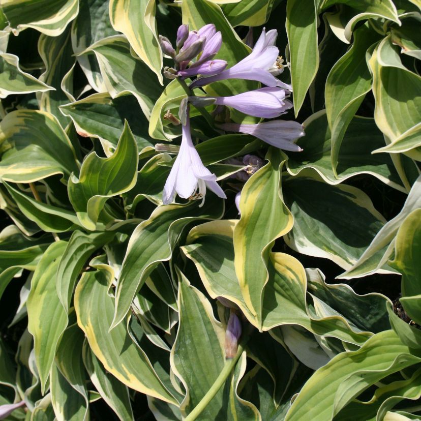 STM - Hosta sieboldiana 'Wide Brim'