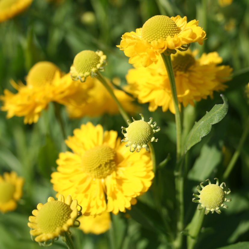 STM - Helenium hybr. 'Double Trouble'