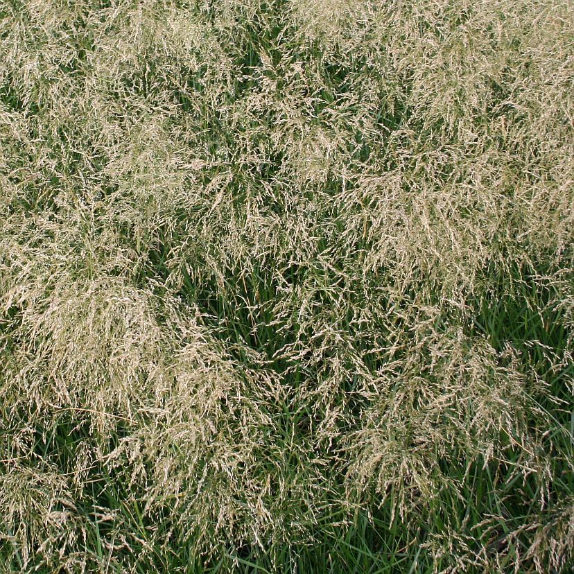 STM - Deschampsia cespitosa 'Palava'