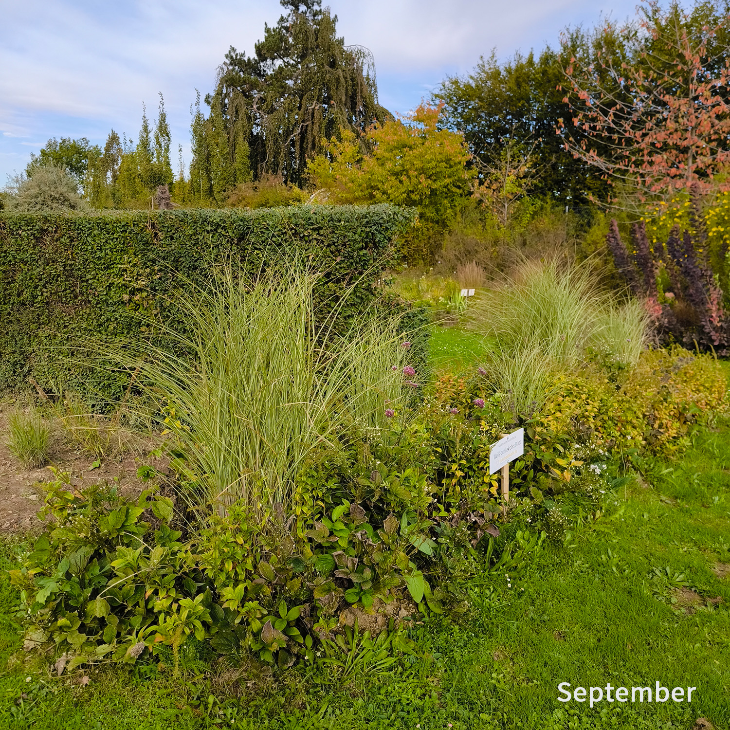 Weiß-dunkelrotes Blatt - Wädenswiler Staudenhecke