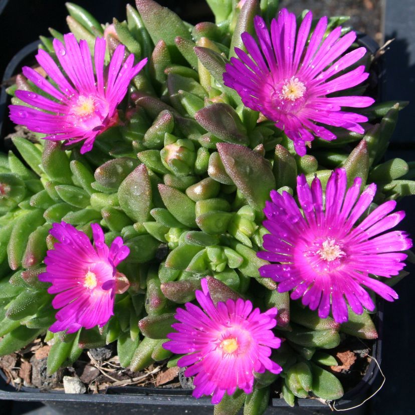 STM - Delosperma x cult. 'John Proffitt'