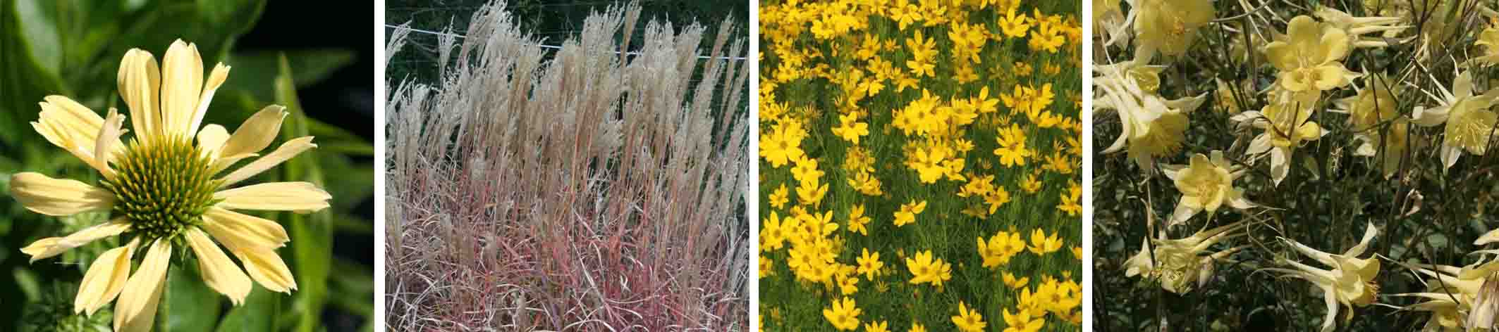 Goldmischung - Staudenmischpflanzung als Fertigmischung vorgemischt