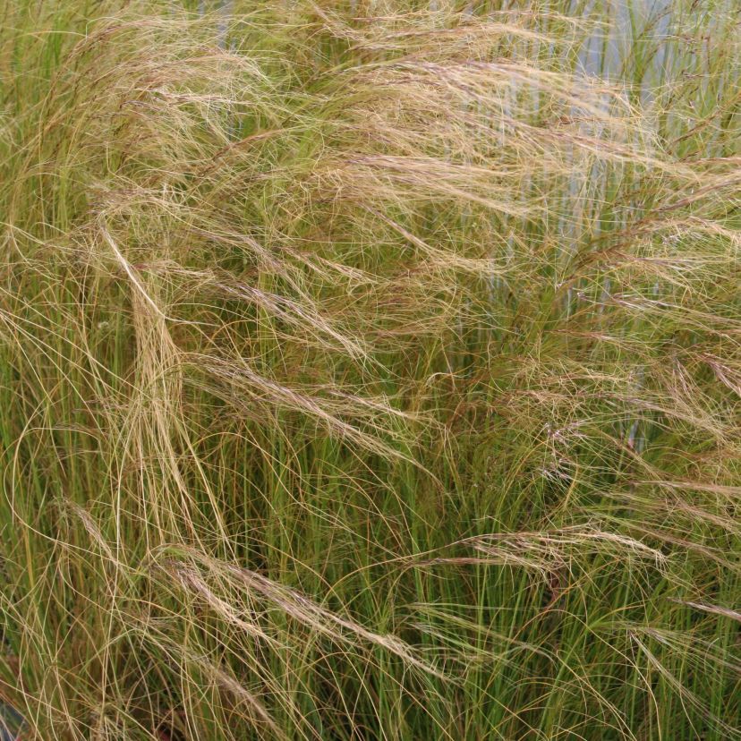 Stipa tenuissima 'Pony Tails'