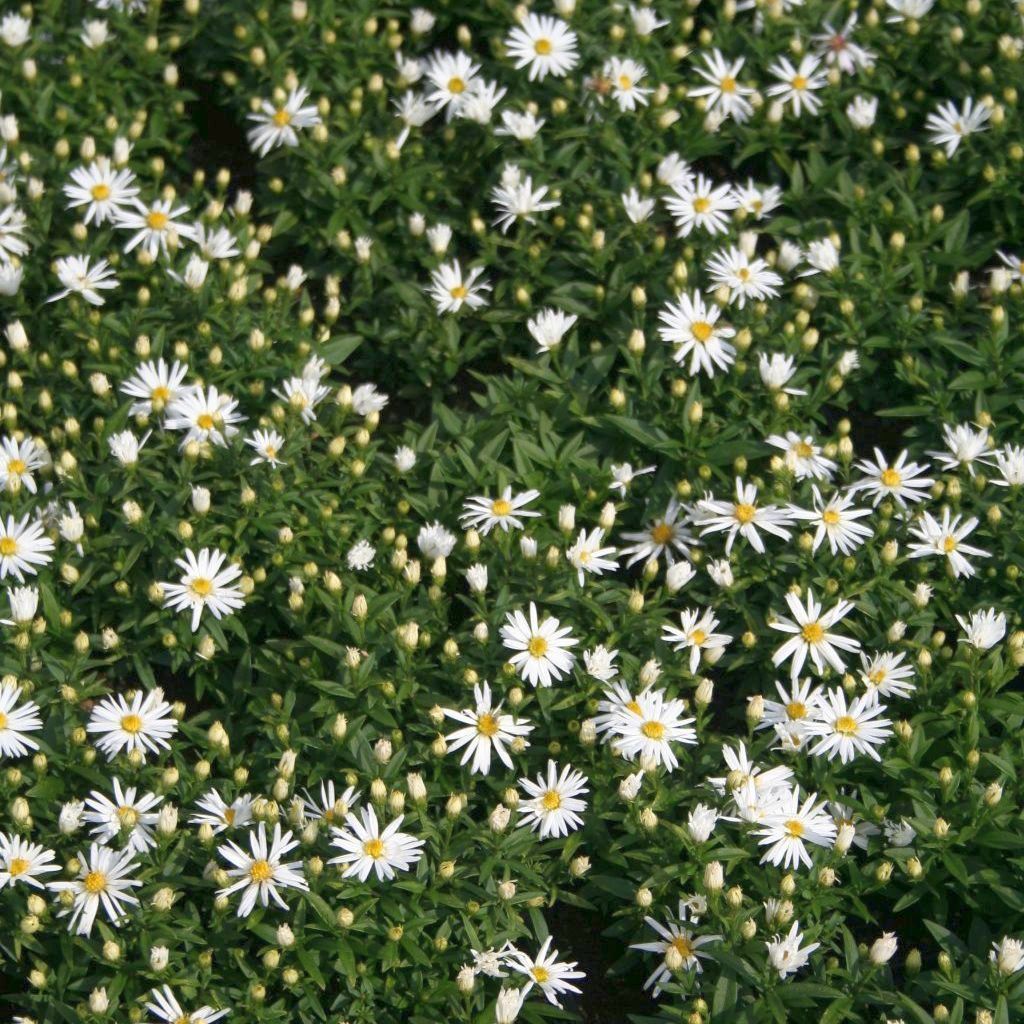 STM - Aster dumosus 'Schneezicklein'