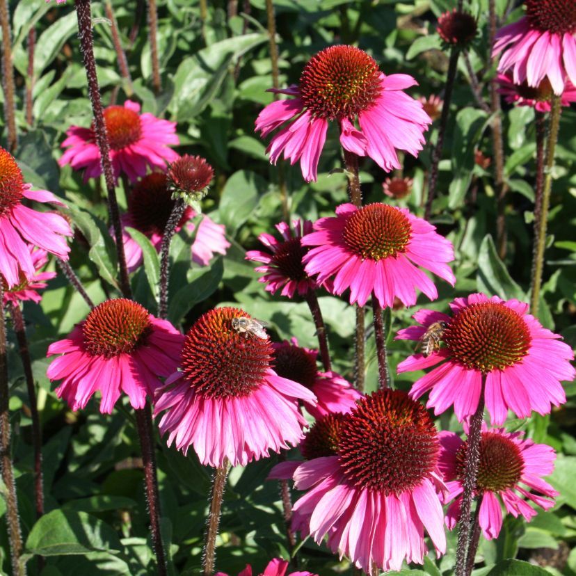 STM - Echinacea purp. 'Sensation Pink'