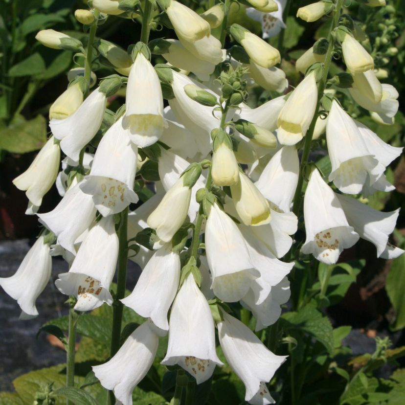 STM - Digitalis purp. 'Alba'