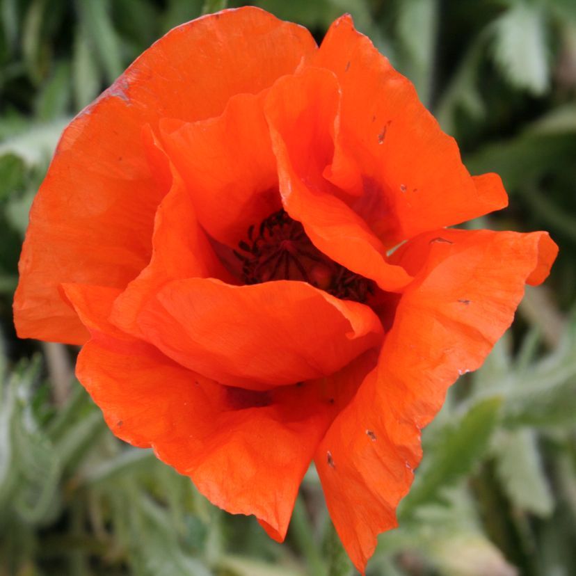 STM - Papaver orient. 'Doubloons'