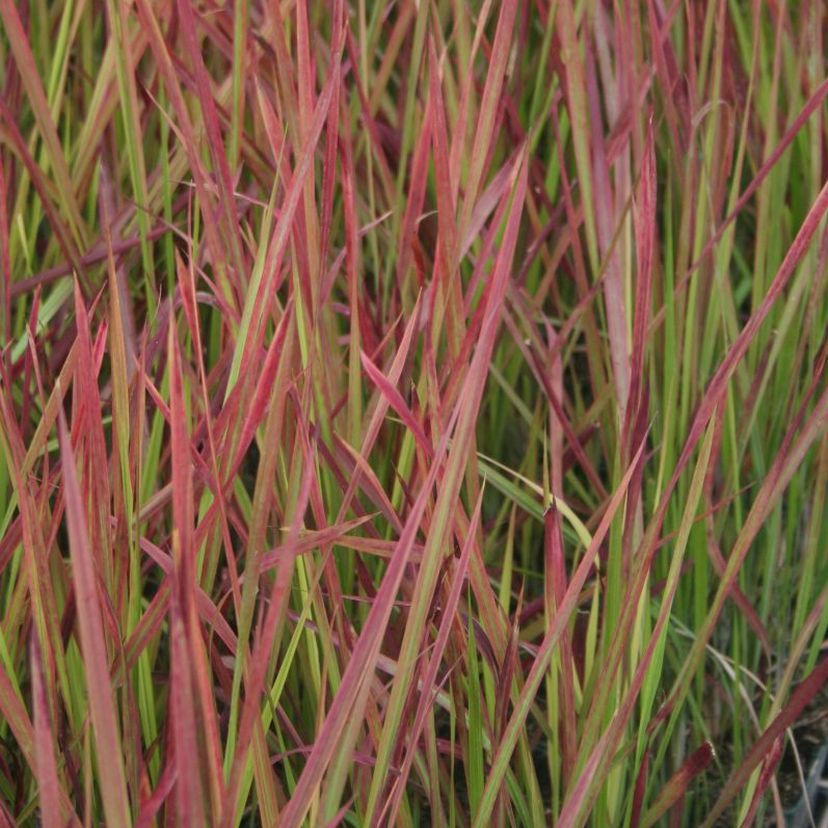 STM - Imperata cylindrica 'Red Baron'
