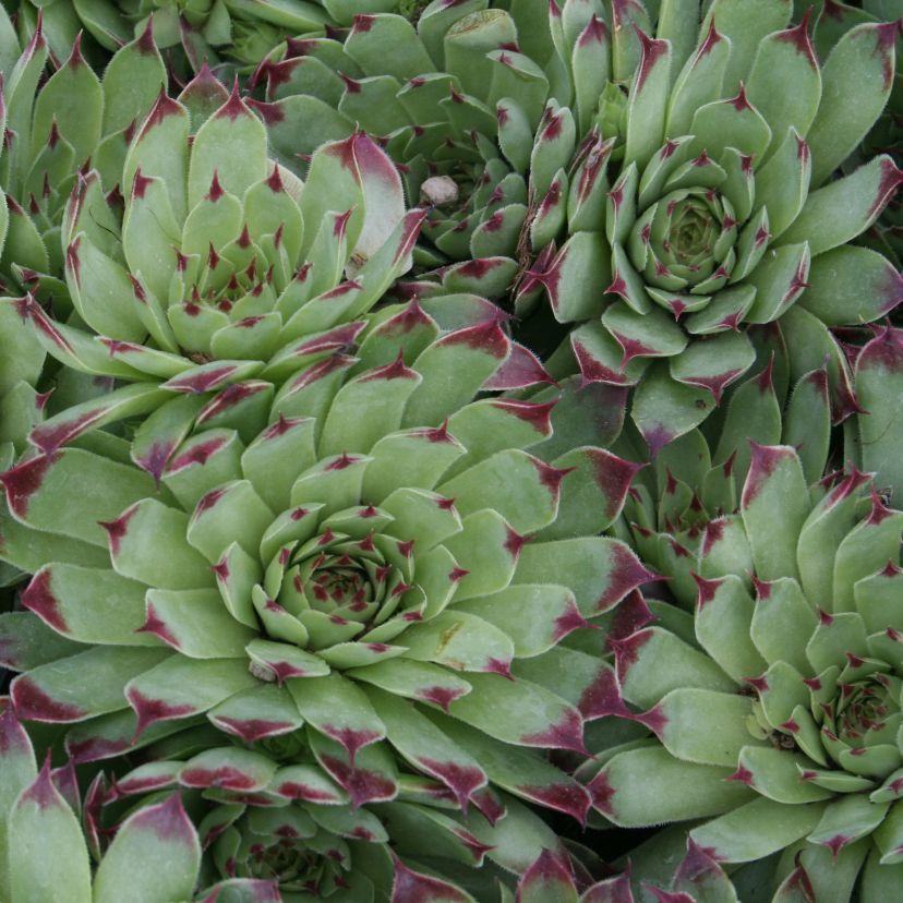 Sempervivum hybr. 'Simplonstern'