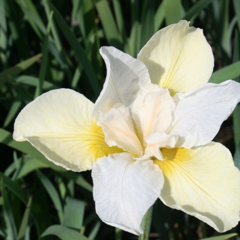 Iris sibirica 'Snow Queen'