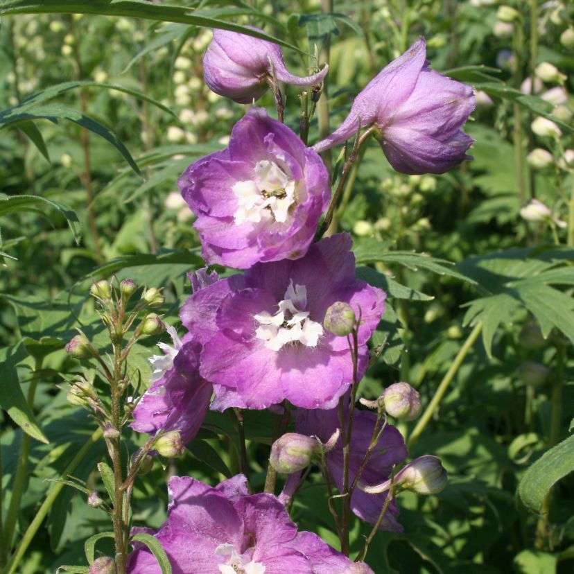 STM - Delphinium cult. 'Delphi's Pink Power'