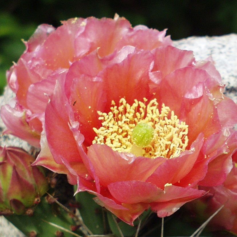 Opuntia phaeacantha