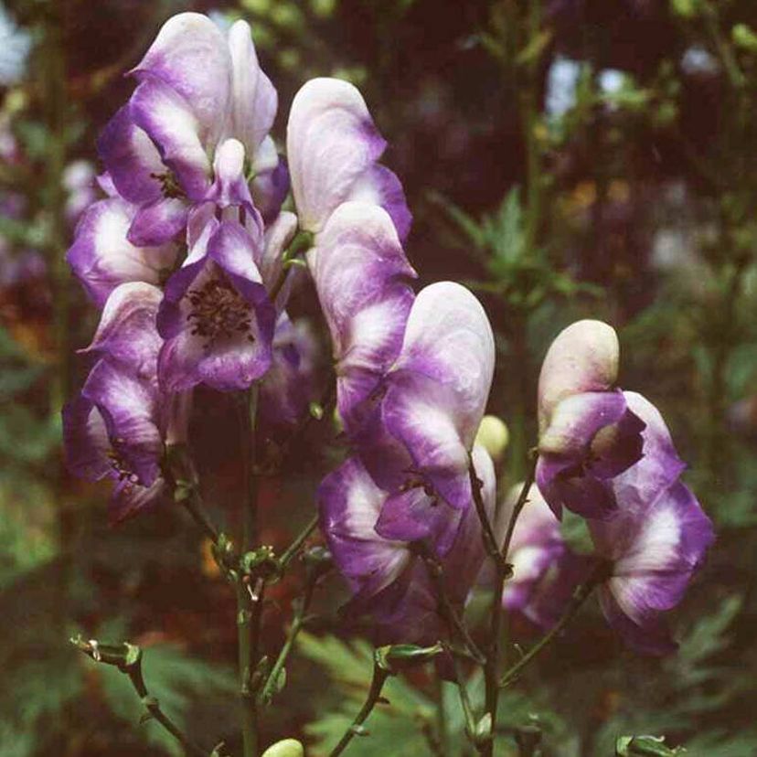 STM - Aconitum cammarum 'Bicolor'