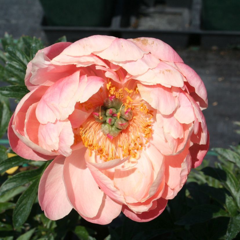 STM - Paeonia lact. 'Coral Charme'
