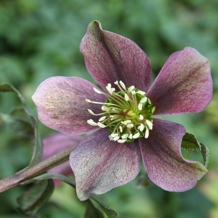 Helleborus argutifolius (corsicus)