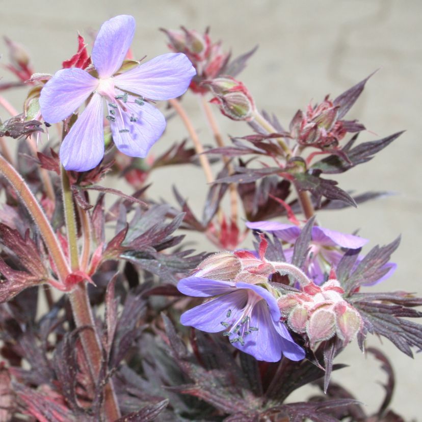 STM - Geranium pratense 'Black Beauty'