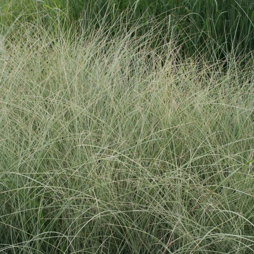 Miscanthus sinensis 'Morning Light'
