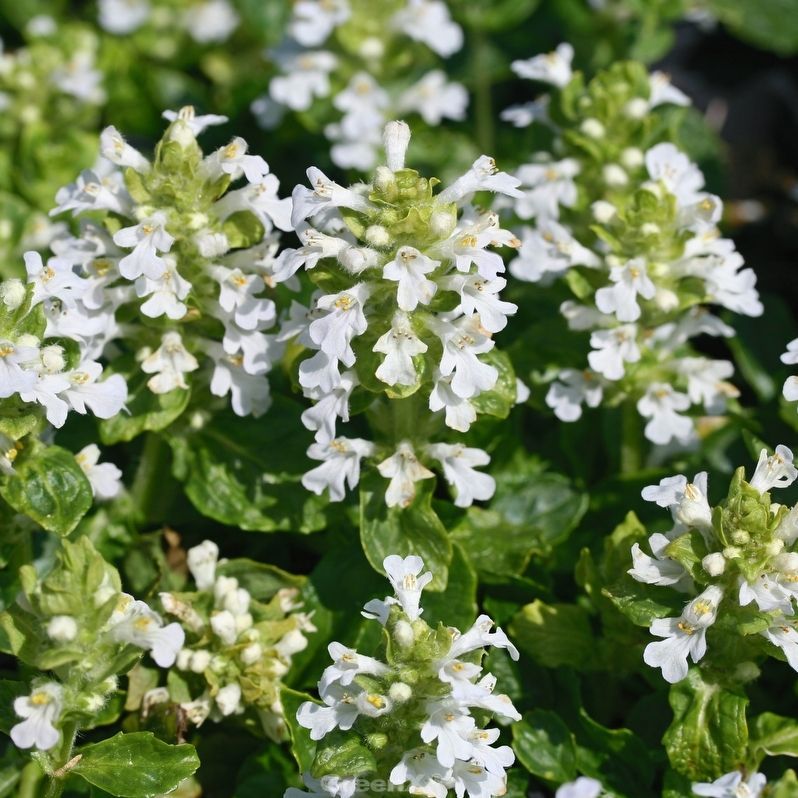 STM - Ajuga reptans 'Sanne'