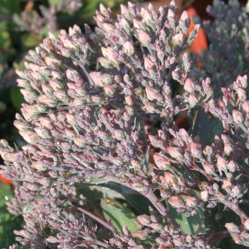 STM - Sedum telephium 'Thunderhead'