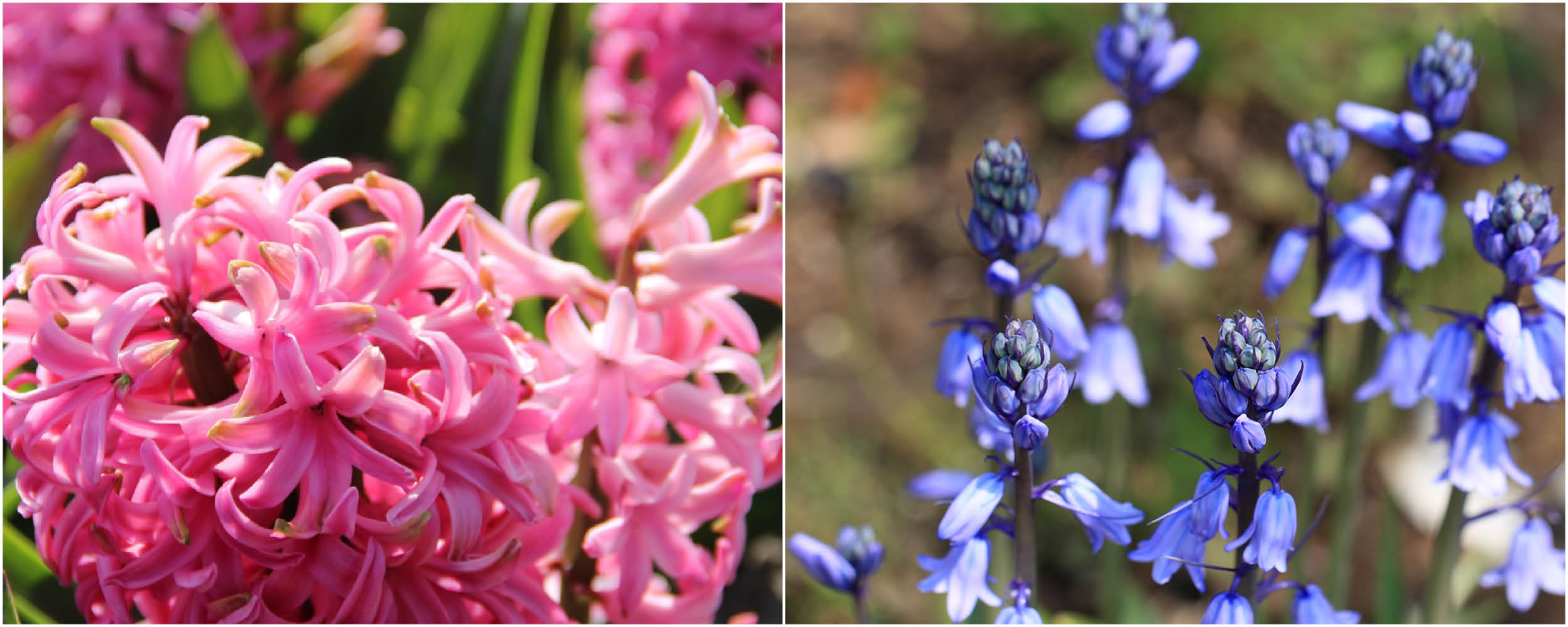 Himbeer-Mischung - Wädenswiler Zwiebelmischung