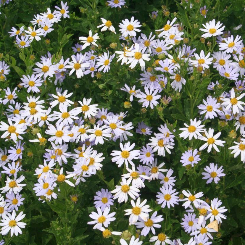 Kalimeris incisa 'Blue Star'