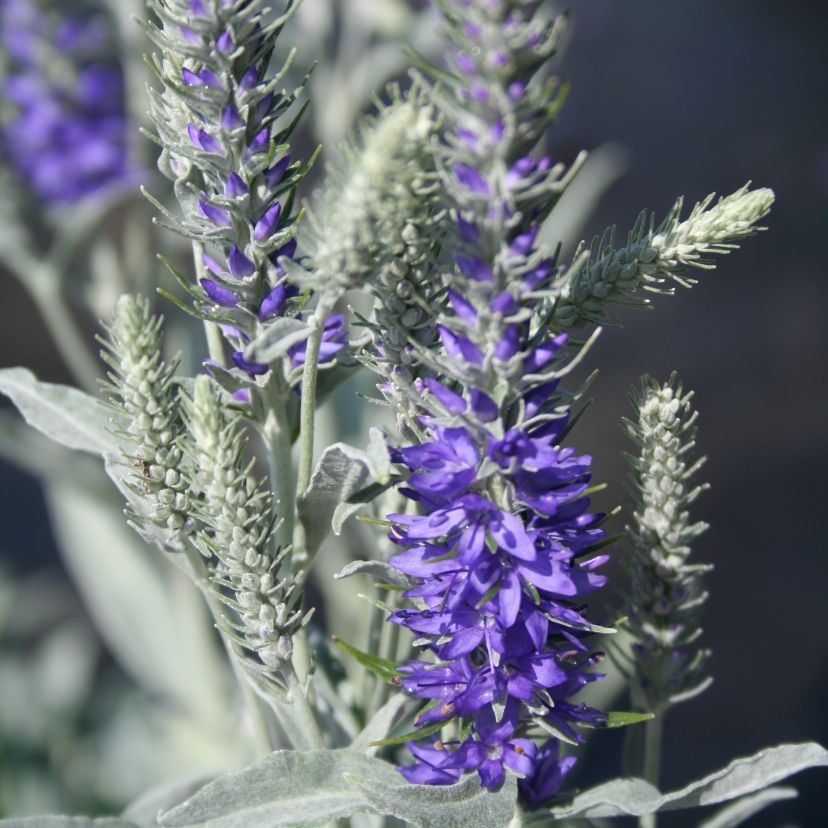 Veronica incana 'Silberteppich'