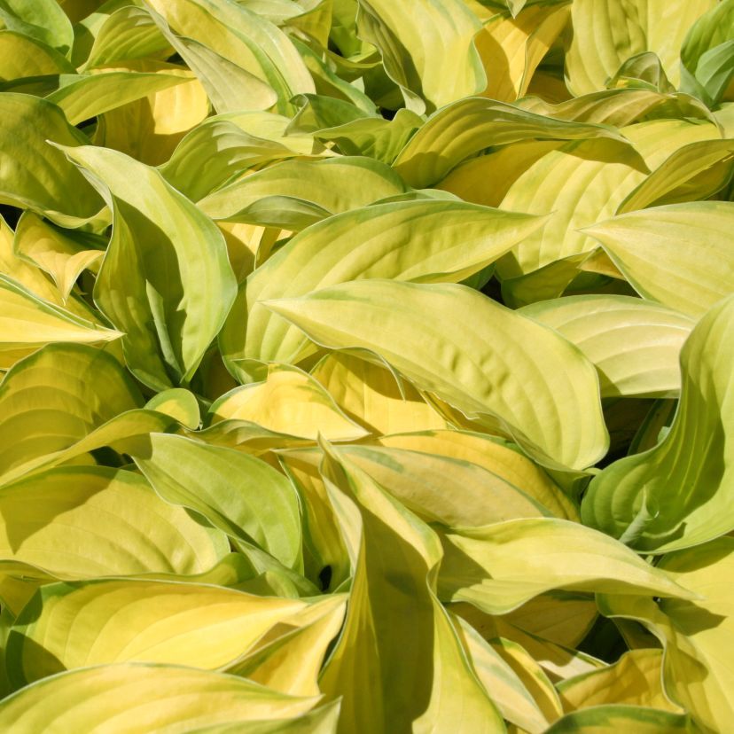 STM - Hosta plantaginea 'Stained Glass'