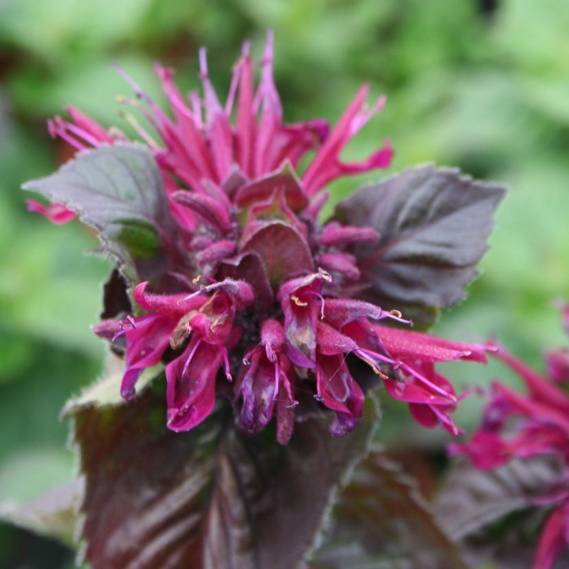 STM - Monarda x hybr. 'Bee True'