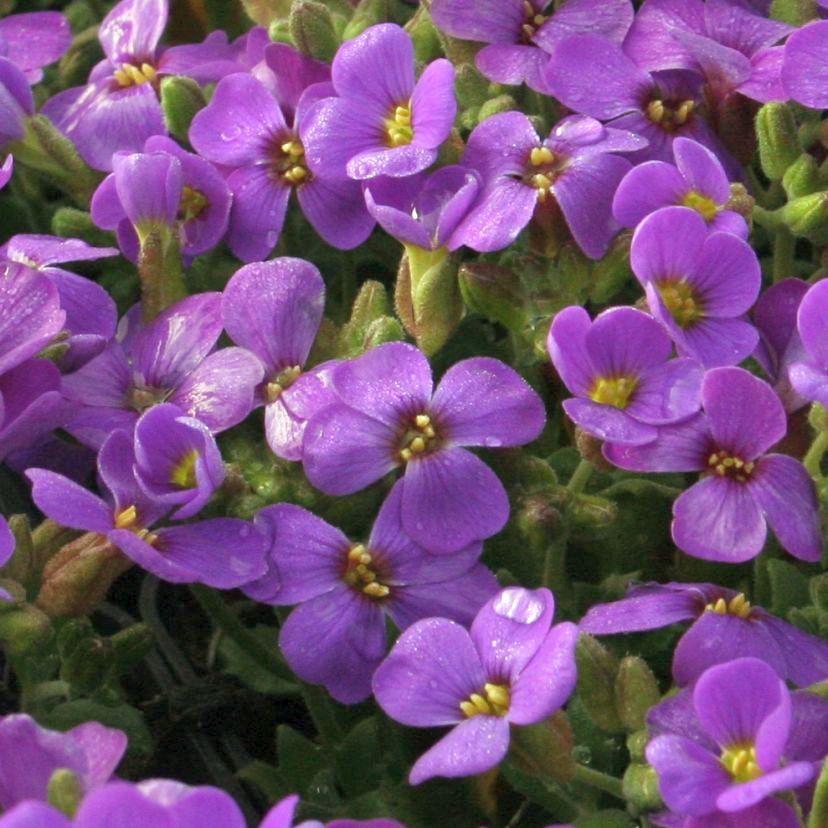 Aubrieta cult. 'Blaumeise'