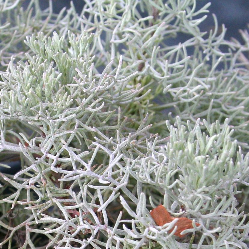 STM - Artemisia alba canescens