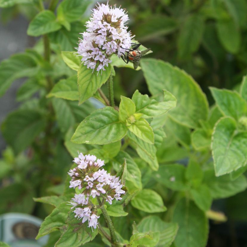 Mentha aquatica
