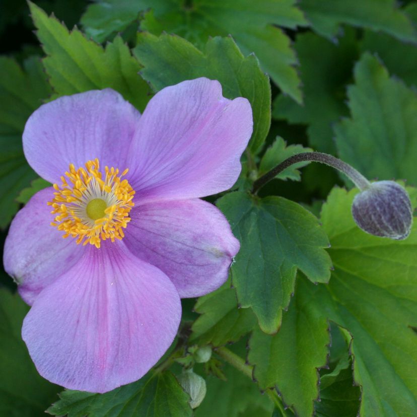STM - Anemone hupehensis