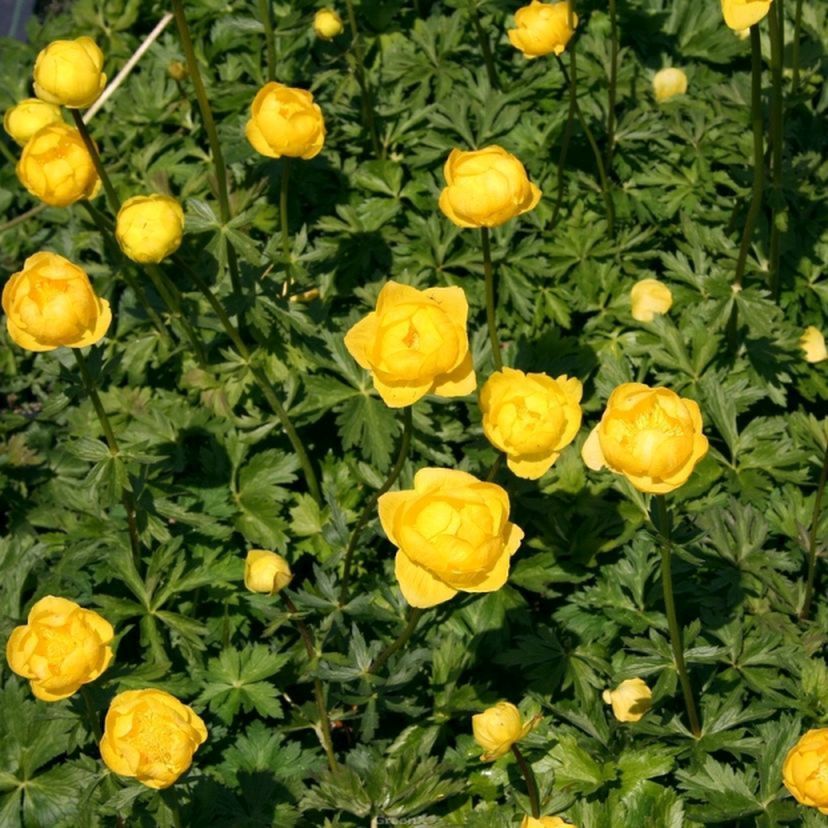 STM - Trollius x cult. gelb