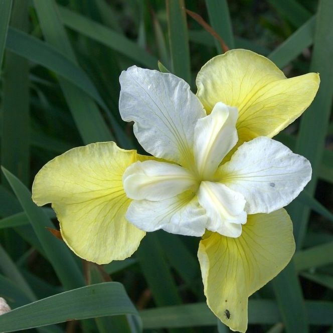 Iris sibirica 'Butter and Sugar'