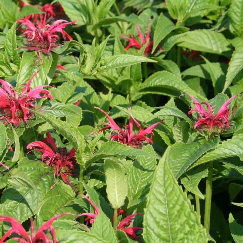 STM - Monarda x hybr. 'Cambridge Scarlet'