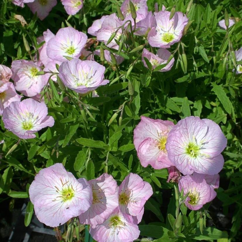 STM - Oenothera speciosa 'Siskiyou'